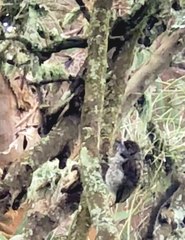 Picumnus squamulatus