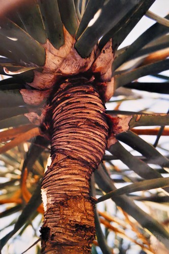 Dracaena ombet subsp. schizantha image