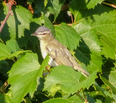 Vireo olivaceus