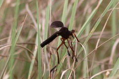 Diogmites platypterus
