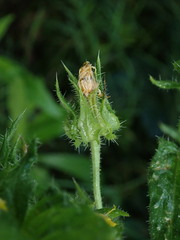 Helminthotheca echioides