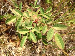 Rosa spithamea