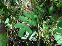 Sanguisorba canadensis