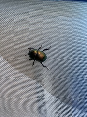 Geotrupes splendidus