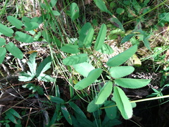 Sanguisorba canadensis
