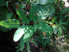 Sanguisorba canadensis