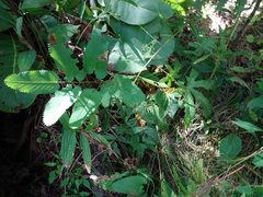 Sanguisorba canadensis
