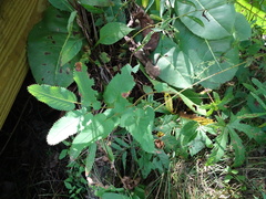 Sanguisorba canadensis