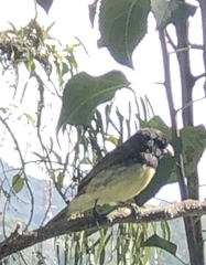 Sporophila nigricollis