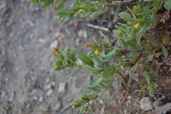 Hazardia whitneyi discoidea