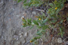 Hazardia whitneyi discoidea