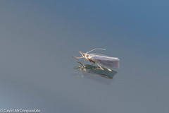 Crambus perlella