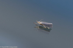 Crambus perlella