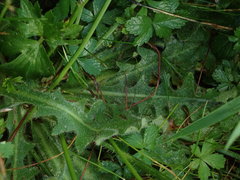 Hypochaeris radicata