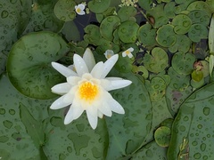 Nymphaea odorata tuberosa