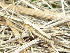 Chorthippus brunneus