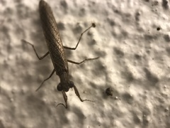 Perlamantis alliberti