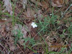 Arenaria montana