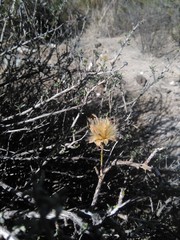 Brachyclados lycioides