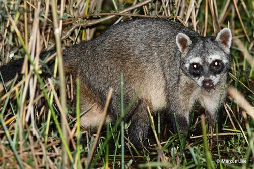 Crab-eating Raccoon