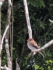 Myiophobus fasciatus