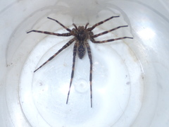 Dolomedes tenebrosus