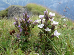 Field Gentian (Gentianella campestris)