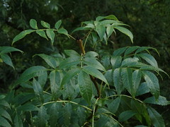 Fraxinus excelsior