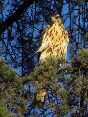 Parabuteo unicinctus unicinctus