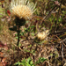 Fewleaf Thistle - Photo (c) Sarah Minnick, some rights reserved (CC BY-NC), uploaded by Sarah Minnick
