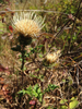Fewleaf Thistle - Photo (c) sarahsnail, some rights reserved (CC BY-NC), uploaded by sarahsnail