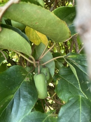 Actinidiaceae