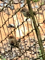 Myiophobus fasciatus