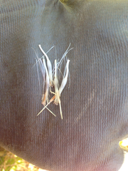 Cirsium remotifolium