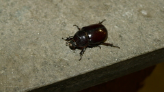 Oryctes nasicornis corniculatus