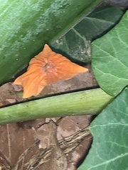 Cucurbita maxima