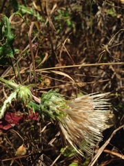Cirsium remotifolium