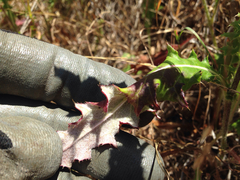 Cirsium remotifolium