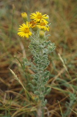 Heterotheca hirsutissima