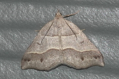 Macaria lorquinaria