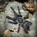 Tapinauchenius violaceus - Photo (c) ArachnoVegan,  זכויות יוצרים חלקיות (CC BY-SA)
