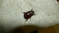 Oryctes nasicornis corniculatus