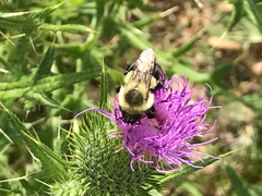 Bombus impatiens