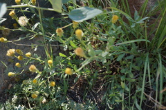 Erigeron petrophilus viscidulus