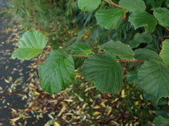 Corylus avellana