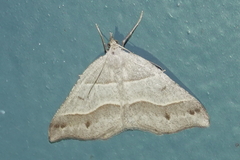 Macaria lorquinaria