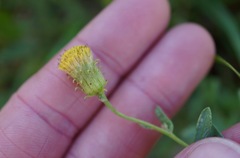 Erigeron petrophilus viscidulus