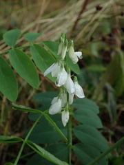 Galega officinalis