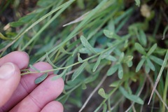 Erigeron petrophilus viscidulus