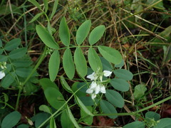 Galega officinalis